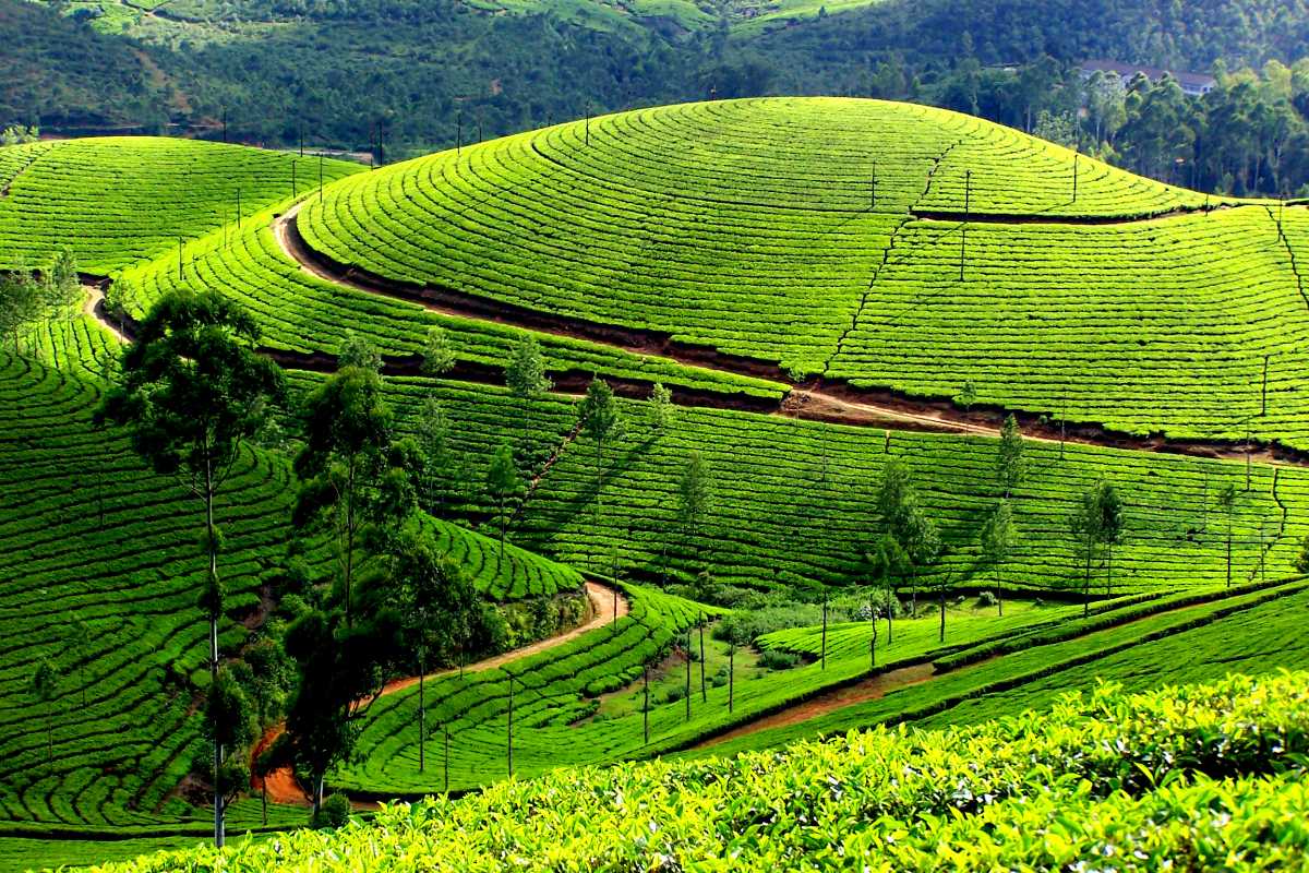 Best and Cheap Munnar Tour Packages | Local Travel Agent in Munnar | Travel Hed