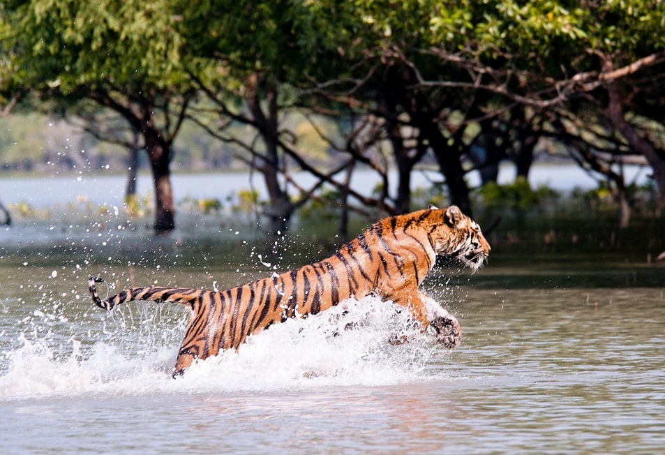 Best and Cheap Sundarbans Tour Packages | Local Travel Agent in Sundarbans | Travel Hed